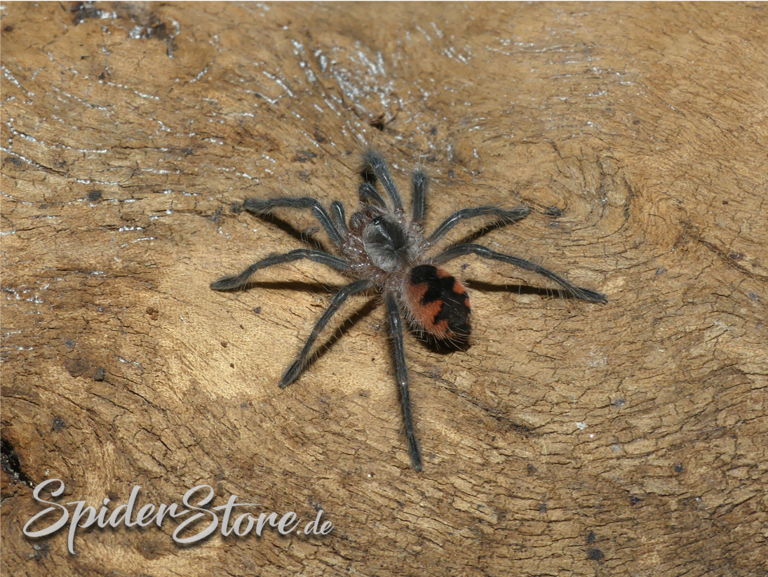 Pamphobeteus sp. machala